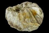 Cretaceous, Fossil Pearl - Kansas #114037-2